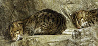 Image of: Prionailurus viverrinus (fishing cat)