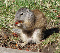 Image of: Spermophilus franklinii (Franklin's ground squirrel)