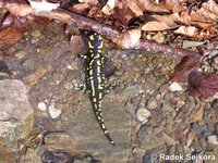 Salamandra salamandra terrestris