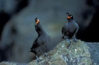 Aethia cristatella - Crested Auklet