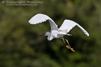 Egretta thula - Snowy Egret