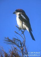 Lanius senator - Woodchat Shrike