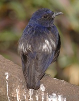 Myophonus glaucinus - Sunda Whistling Thrush