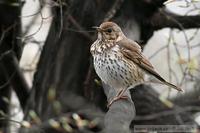 Turdus philomelos - Song Thrush