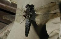 Image of: Libellula julia