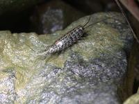 Image of: Isopoda (pillbugs and sowbugs)