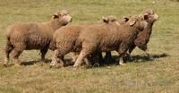 Ovis ammon f. aries - Domestic Sheep