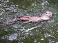 Lontra canadensis - Northern River Otter