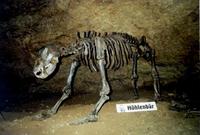 Ursus spelaeus - Cave Bear