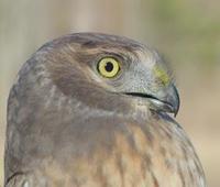 Image of: Circus cyaneus (northern harrier;hen harrier)