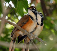 Image of: Garrulax pectoralis (greater necklaced laughing-thrush)