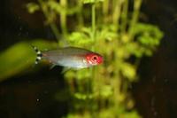 Hemigrammus rhodostomus - Rednose Tetra