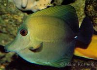 Zebrasoma scopas - Blue-lined Tang