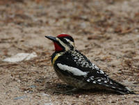 Image of: Sphyrapicus varius (yellow-bellied sapsucker)