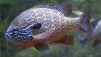 Image of: Lepomis megalotis (longear sunfish)