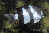 Dascyllus melanurus - Black Tail Humbug