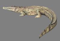 Image of: Crocodylus niloticus (Nile crocodile)