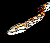 Epicrates cenchria - Rainbow Boa