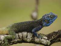 Acanthocercus atricollis - Blue-throated Agama