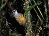 Mountain Wren Babbler - Napothera crassa