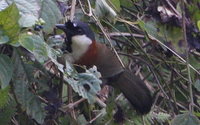 Chestnut-backed Laughingthrush - Garrulax nuchalis