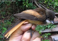 Cinnamon-tailed Fantail - Rhipidura fuscorufa