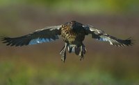 Australian Wood Duck