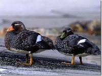 Falkland Steamerduck - Tachyeres brachypterus