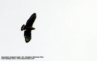 Mountain Serpent-Eagle - Spilornis kinabaluensis