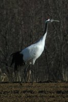 Red-crowned Crane - Grus japonensis