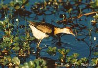 Comb-crested Jacana - Irediparra gallinacea