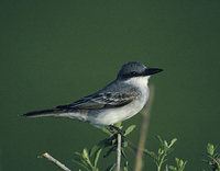 Gray Kingbird (Tyrannus dominicensis) photo