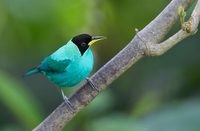 Green Honeycreeper (Chlorophanes spiza) photo