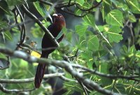 Chestnut-breasted Malkoha - Phaenicophaeus curvirostris