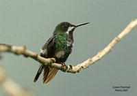 Green Thorntail - Discosura conversii