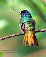 Golden-tailed Sapphire - Chrysuronia oenone