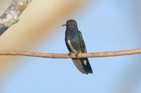 Sapphire-spangled Emerald - Polyerata lactea