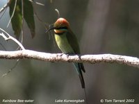 Rainbow Bee-eater - Merops ornatus