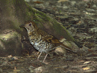 Olive-tailed Thrush - Zoothera lunulata