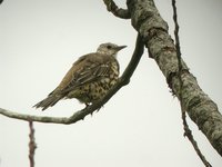 Mistle Thrush - Turdus viscivorus