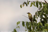 Yellow-breasted Apalis - Apalis flavida