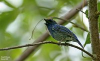 Small Niltava - Niltava macgrigoriae