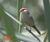 Common Waxbill - Estrilda astrild