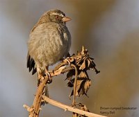 Brown-rumped Seedeater - Serinus tristriatus