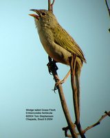 Wedge-tailed Grass-Finch - Emberizoides herbicola