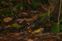 Orange-billed Sparrow - Arremon aurantiirostris