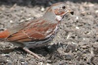 Fox Sparrow - Passerella iliaca