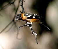 Black-headed Grosbeak - Pheucticus melanocephalus