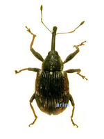 Anthonomus bisignifer - 딸기꽃바구미