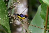 Tawny-capped Euphonia